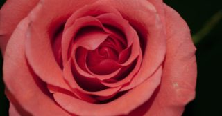 Boost 1.60 Rose Flower