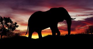 Gradle Elephant Silhouette