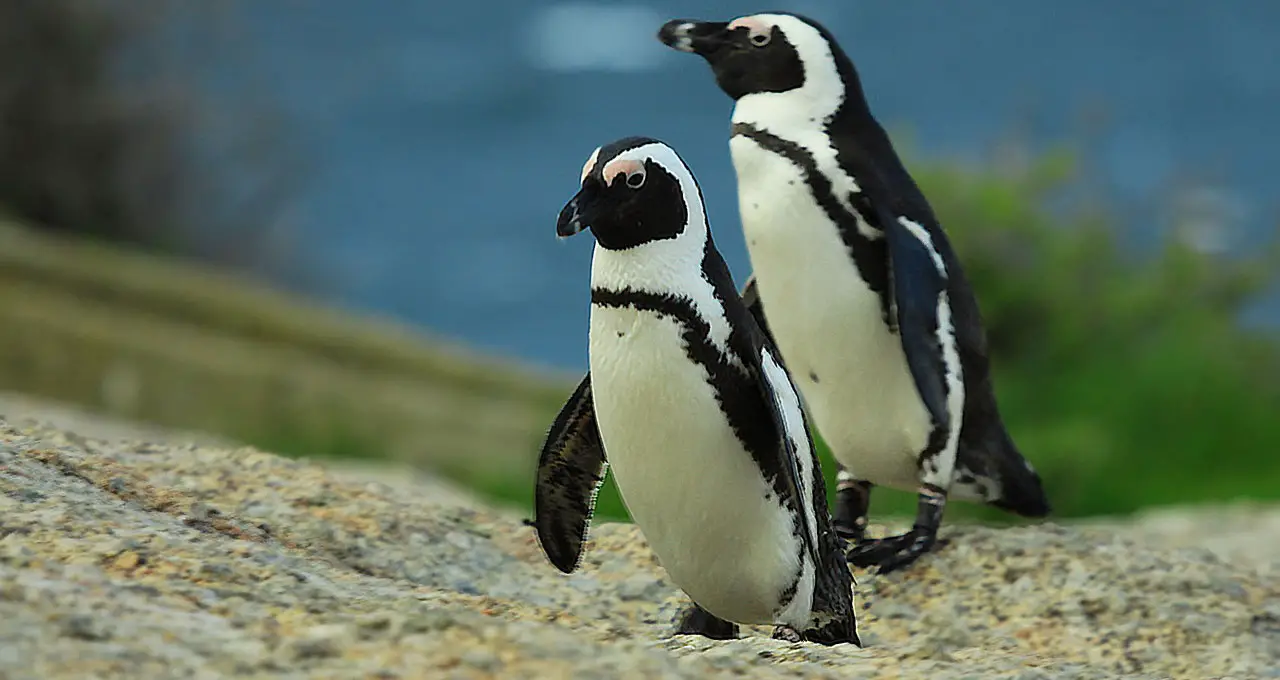 12 compelling reasons to switch from windows to linux in 2024