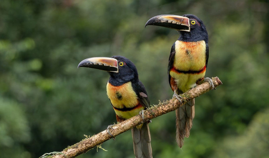 how-to-install-rust-programming-language-on-almalinux-8-10