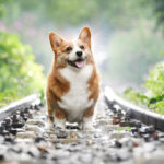 Upgrade from Ubuntu 22.04 to 24.04 LTS